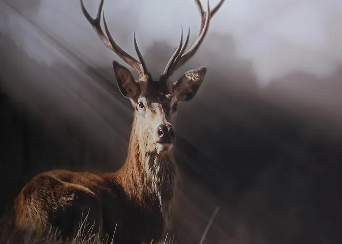 Bed & Cook Отель типа 